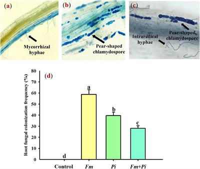 Root Endophytic Fungi Regulate Changes in Sugar and Medicinal Compositions of Polygonum cuspidatum